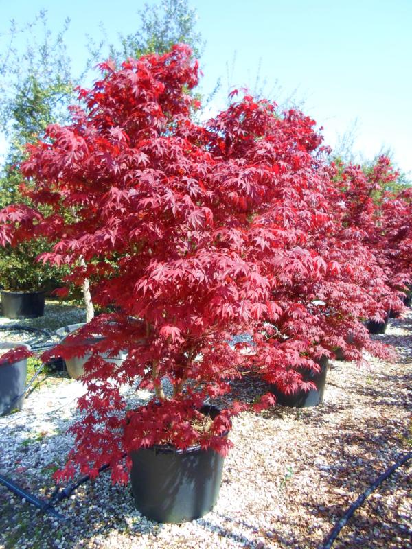 Acer-du-Japon palmatum 'Fireglow'