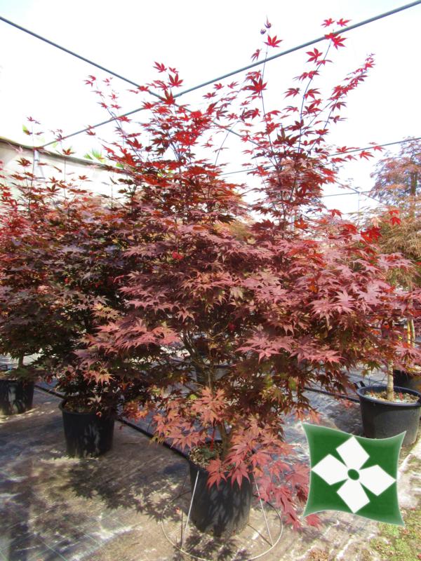 Acer-du-Japon palmatum 'Atropurpureum'