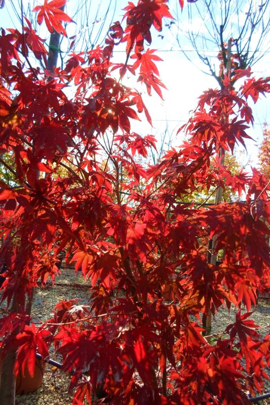 Acer-du-Japon palmatum 'Bloodgood'