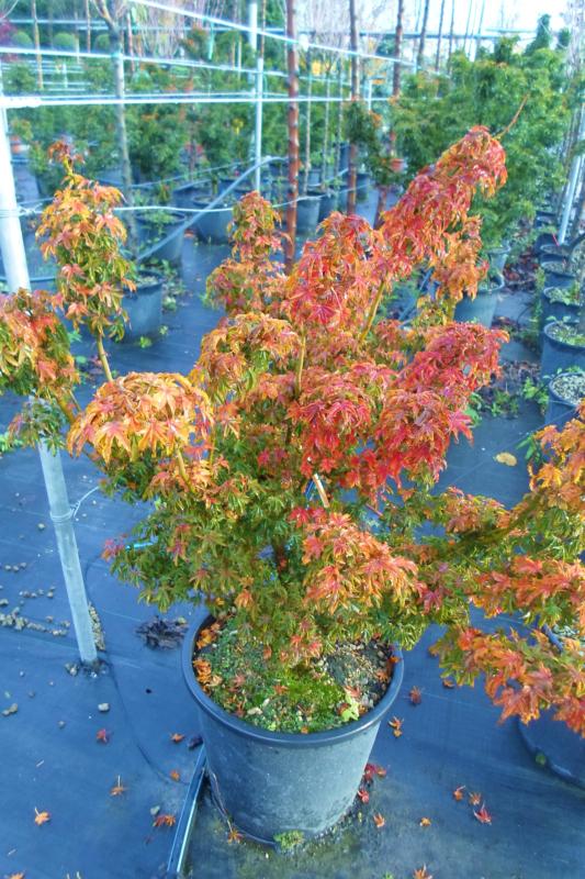 Acer-du-Japon palmatum 'Crispifolium' (Shishigashira)
