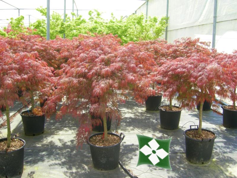 Acer-du-Japon palmatum 'Dissectum garnet'