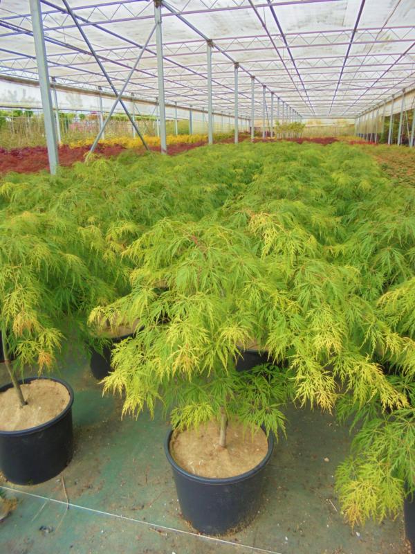 Acer-du-Japon palmatum 'Dissectum'