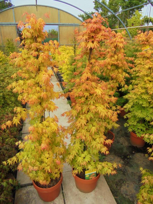 Acer-du-Japon palmatum 'Orange Dream'