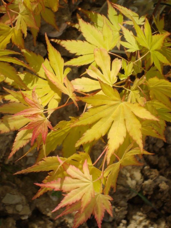 Acer-du-Japon palmatum 'Orange Dream'