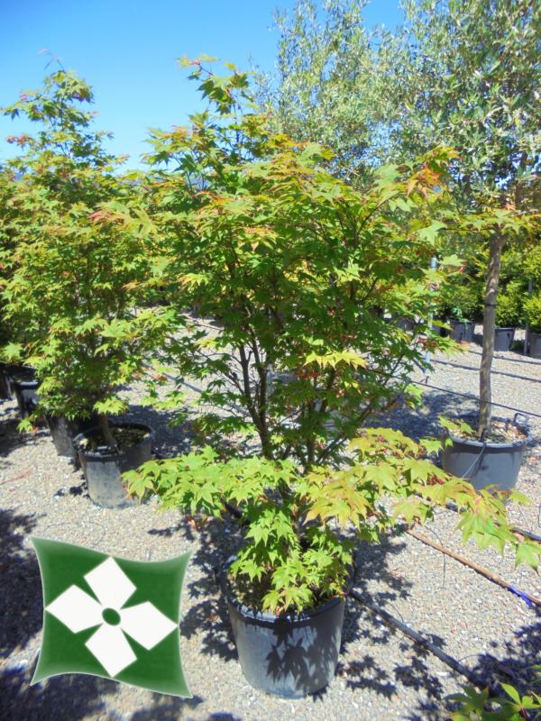 Acer-du-Japon palmatum 'Osakazuki'