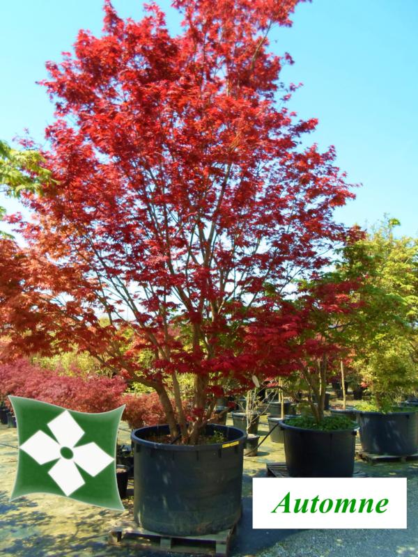 Acer-du-Japon palmatum 'Osakazuki'