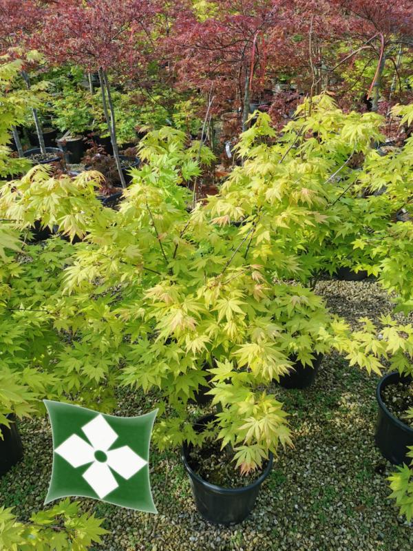 Acer-du-Japon palmatum 'Summer gold'