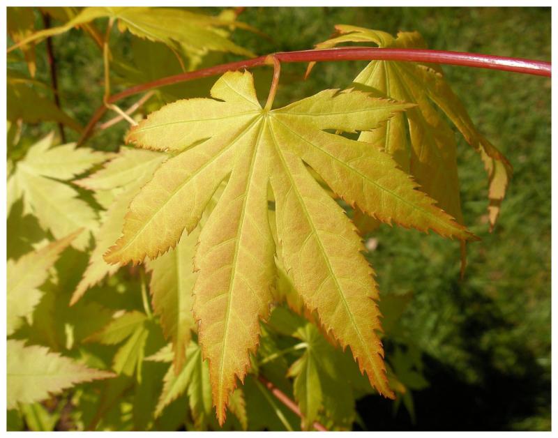 Acer-du-Japon palmatum 'Summer gold'