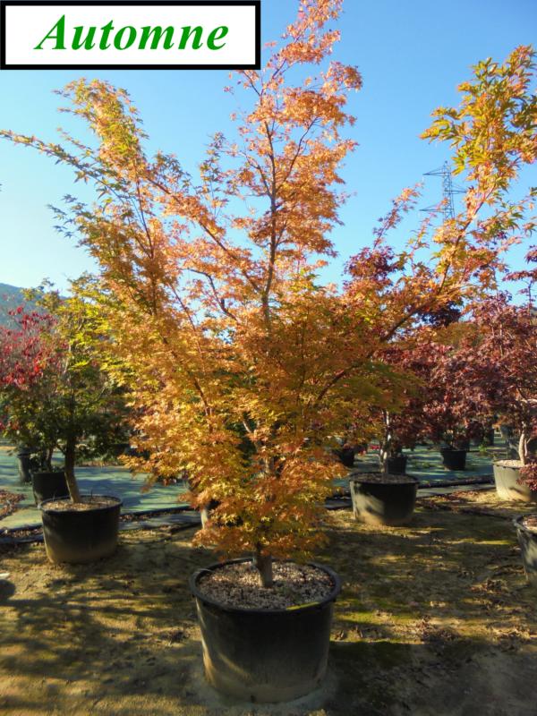 Acer-du-Japon palmatum 'Sangokaku'  ('Senkaki')
