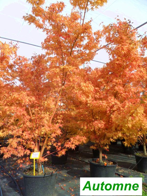 Acer-du-Japon palmatum 'Sangokaku'  ('Senkaki')