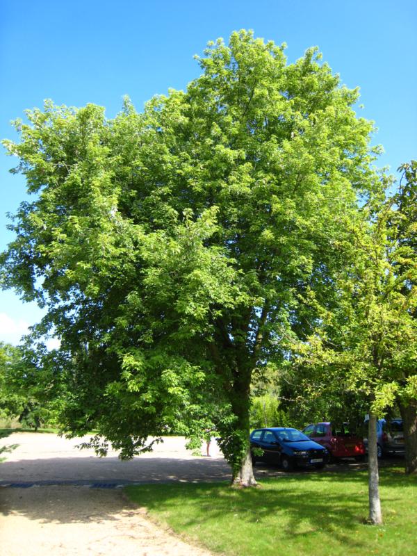 Acer saccharinum (A. dasycarpum)