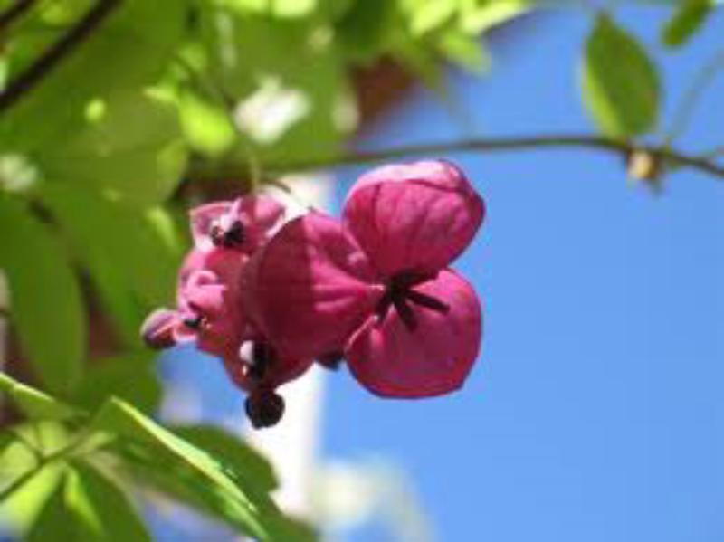 Akebia quinata (En variétés séléctionnées)