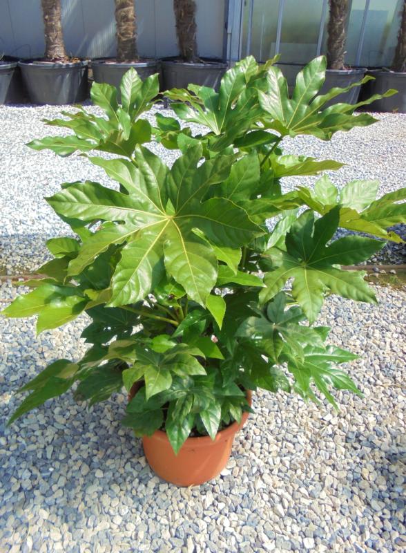 Fatsia japonica (Aralia sieboldii)