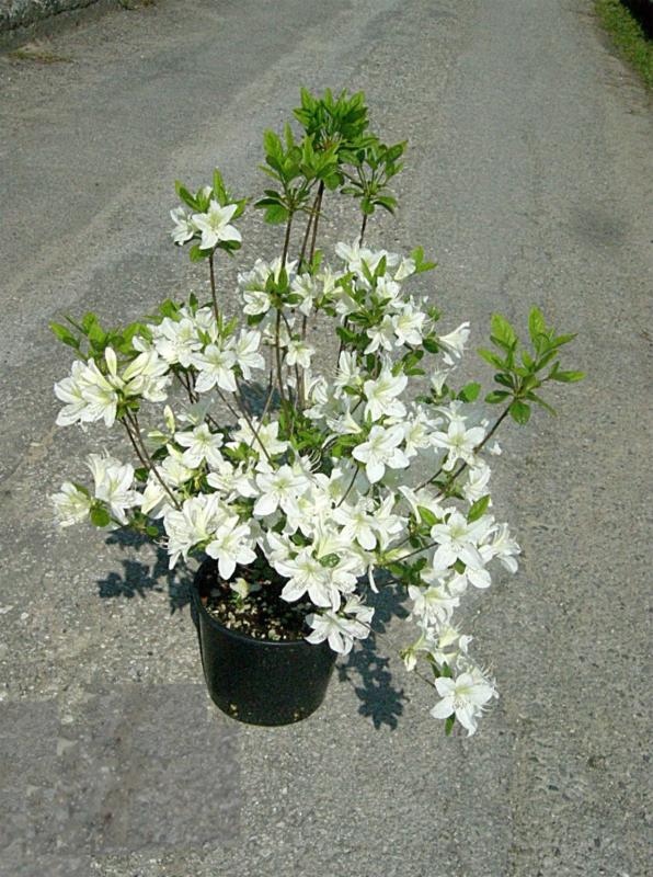 Azalea japonica Palestrina