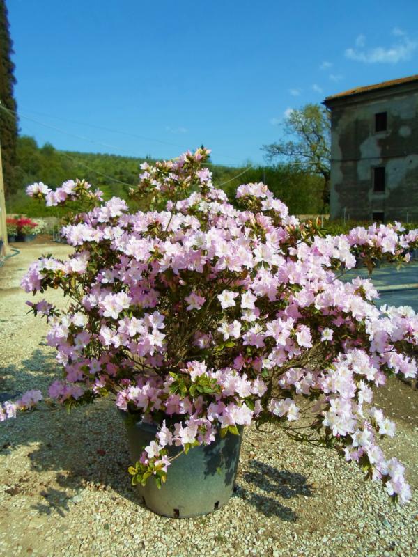 Azalea japonica (En variétés séléctionnées)