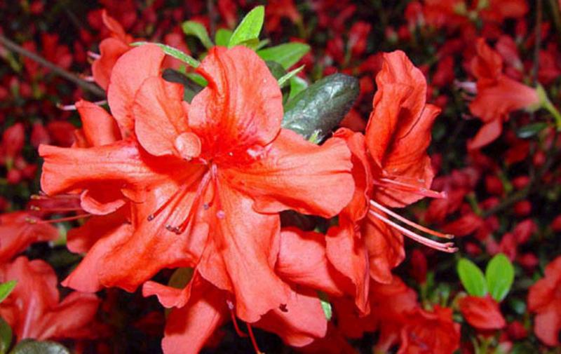 Azalea japonica Stewartsoniana