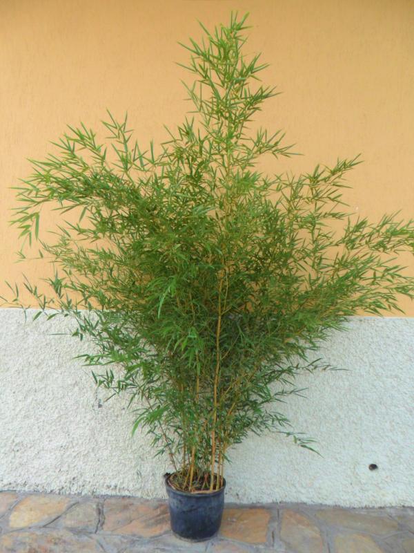Bambusa aureosulcata 'Aureocalis'