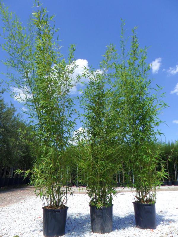 Bambusa aurea (Phyllostachys aurea)