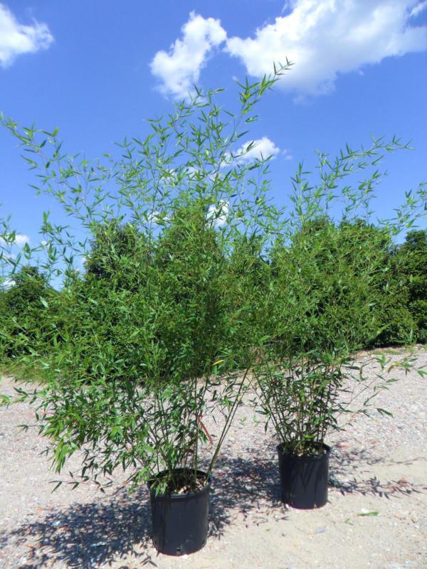 Bambusa bissetii (Phyllostachys bissetii)