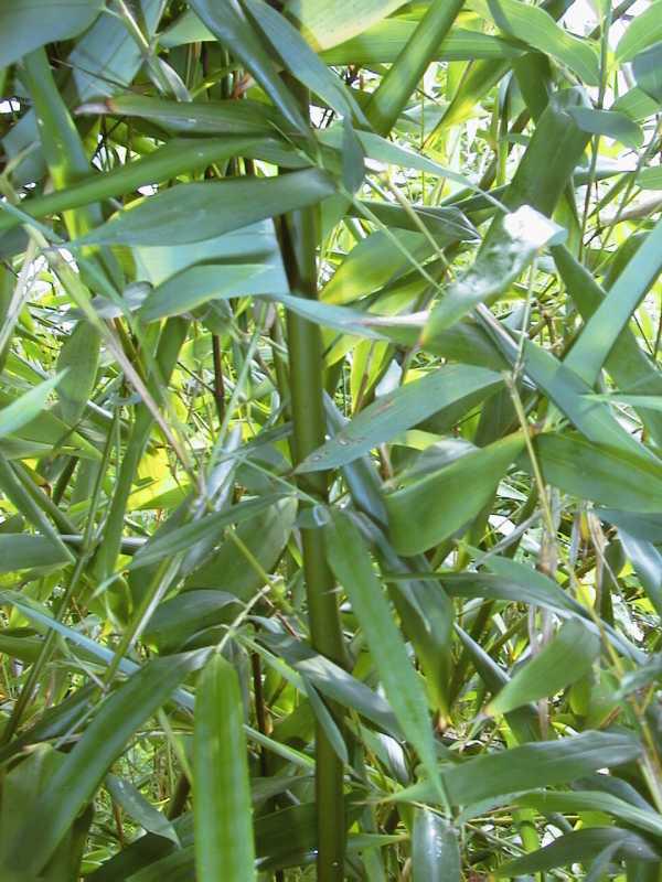 Bambusa bissetii (Phyllostachys bissetii)