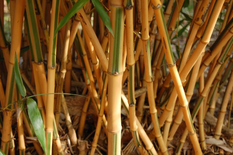 Bambusa bambusoides 'Castillonis'