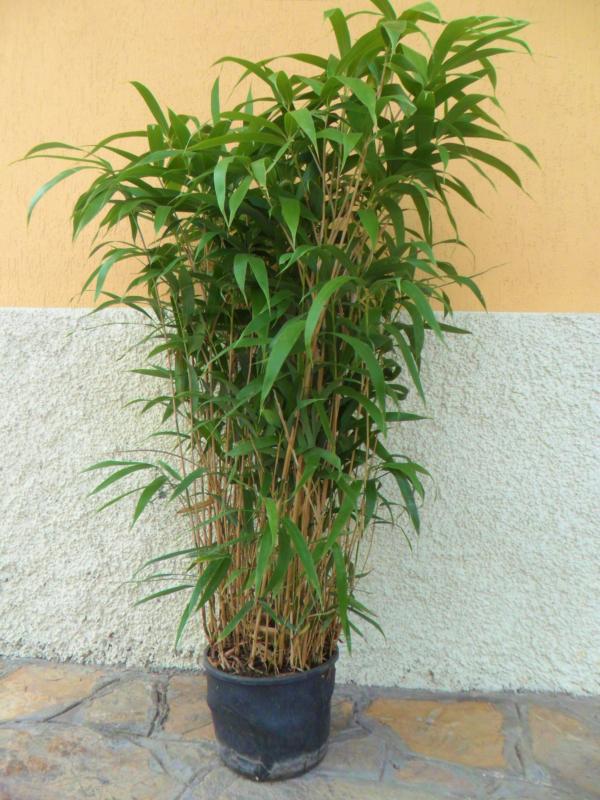 Bambusa metake (Pseudosasa japonica)