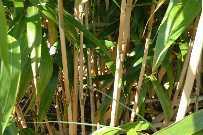 Bambusa metake (Pseudosasa japonica)