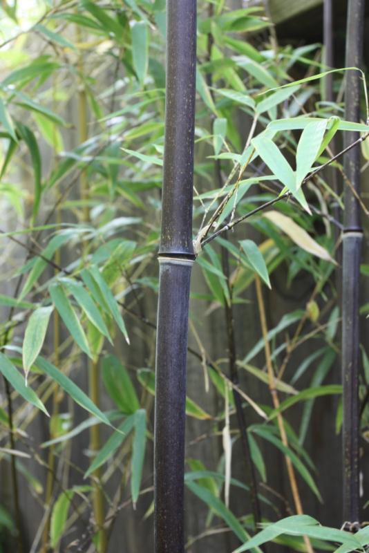 Bambusa nigra (Phyllostachys nigra)