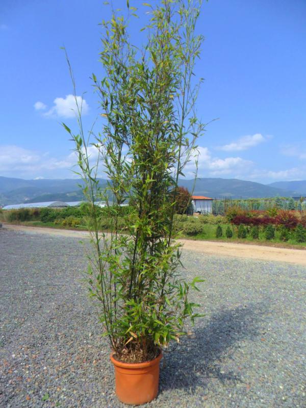 Bambusa nigra (Phyllostachys nigra)