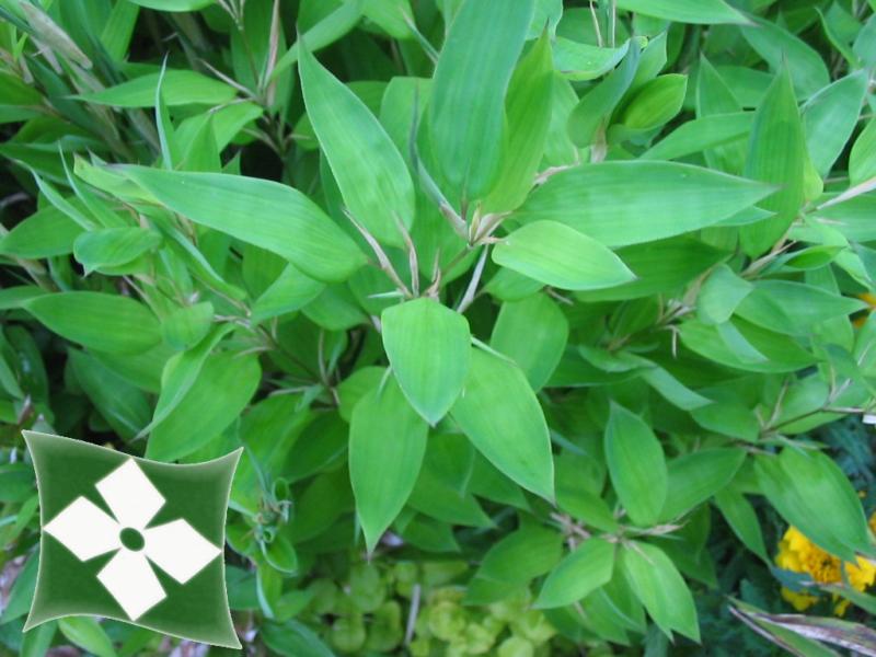 Bambusa-naine Shibataea kumasaca (Ruscifolia)