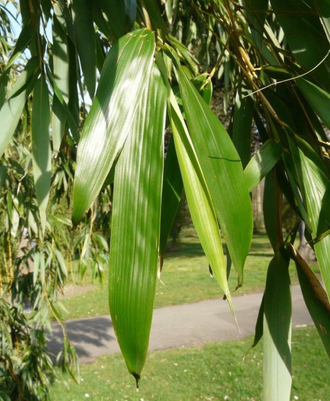 Bambusa vivax 'Aureocaulis' (Phyllostachys vivax 'Aureocaulis')