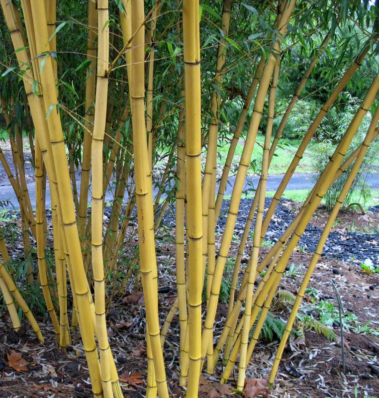 Bambusa vivax 'Aureocaulis' (Phyllostachys vivax 'Aureocaulis')