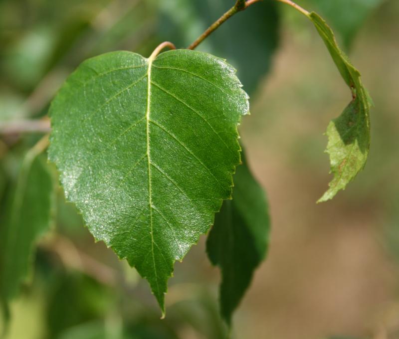 Betula pendula (verrucosa) (alba)