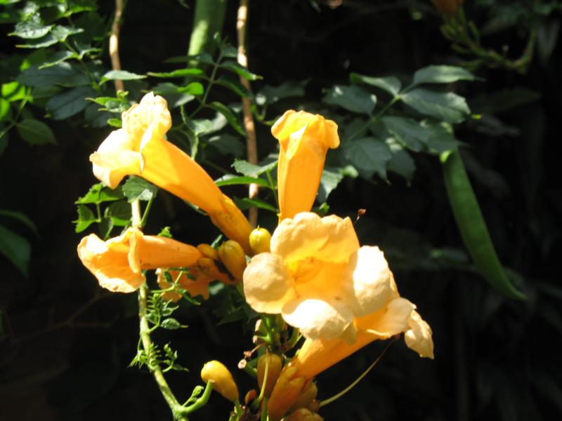 Bignonia radicans 'Yellow Trumpet' (C. radicans 'Flava')