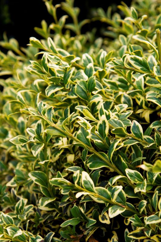 Buxus sempervirens 'Aureovariegata' ('Elegantissima')