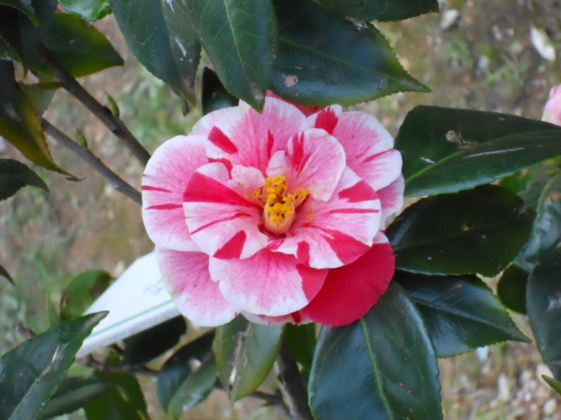 Camellia japonica (En variétés séléctionnées)