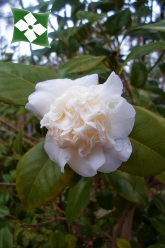 Camellia japonica (En variétés séléctionnées)