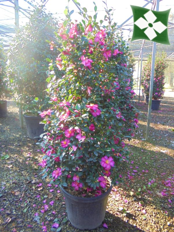 Camellia sasanqua (En variétés séléctionnées)