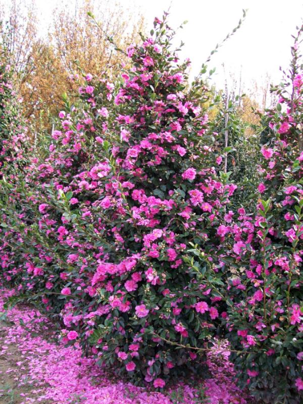 Camellia sasanqua (En variétés séléctionnées)