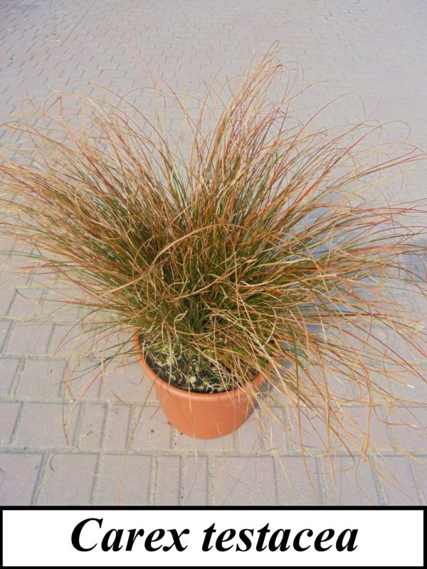 Carex (En variétés séléctionnées)