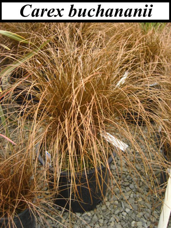 Carex (En variétés séléctionnées)