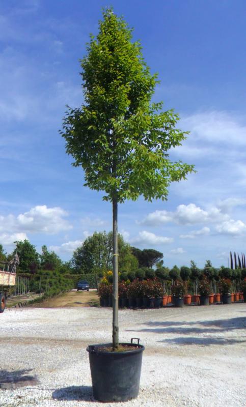 Carpinus betulus 'Fastigiata' (C. betulus pyramidalis)