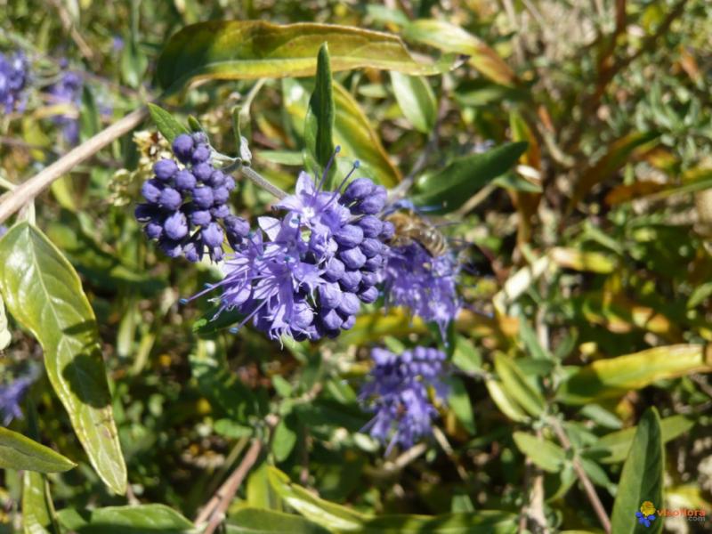 Caryopteris x clandonensis et x clandonensis 'Grand Bleu'