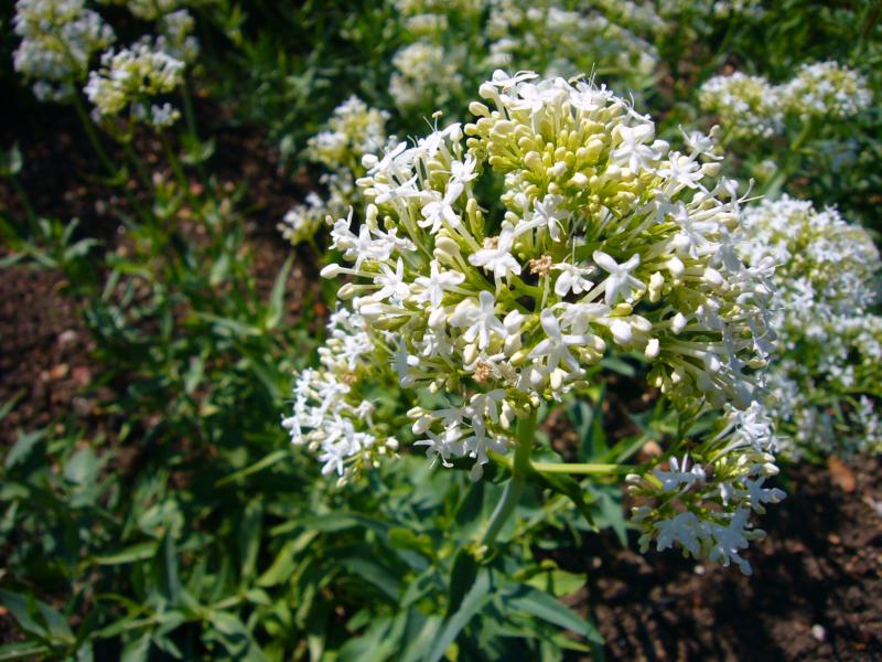 Centranthus ruber (En variétés séléctionnées)