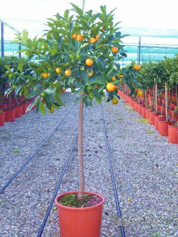 Citrus japonica (Kumquat)