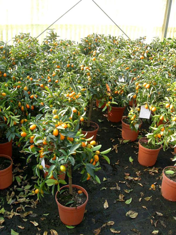 Citrus japonica (Kumquat)
