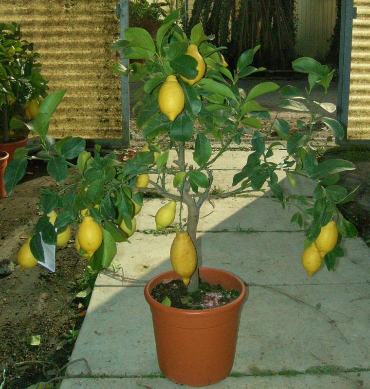 Citrus limonia (Citronier)
