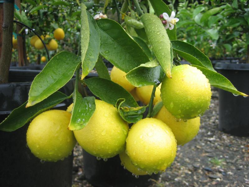 Citrus limonia (Citronier)