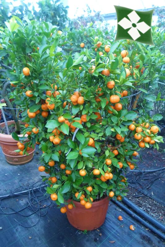 Citrus mitis (Calamondin)