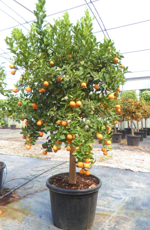 Citrus nobilis deliciosa (Mandarinier)